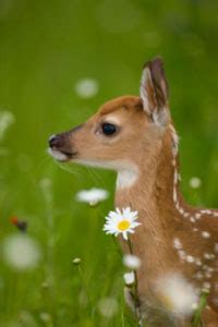 Whitetail Deer Fawns