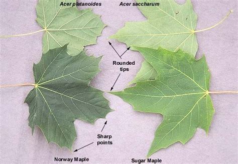 Image result for norway maple vs sugar maple leaf | Silver maple tree ...