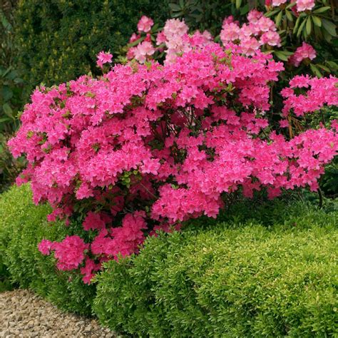 National Plant Network 2.5 qt. Azalea Red Slippers Flowering Shrub with ...