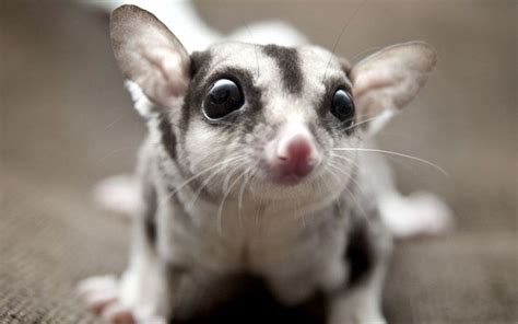 What Do Sugar Gliders Eat? Here's Your Guide To Foods Sugar Gliders Can ...