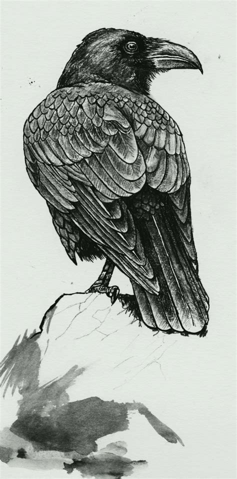 dessin etude oiseaux | Crows drawing, Raven art, Crow art