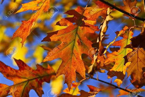 Stock Photo - Autumn oak leaves of bright fall colors close up | Oak ...