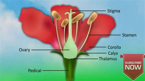 Structure Of Anther Diagram