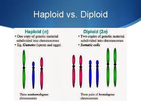 Meiosis going from diploid to haploid Making Gametes