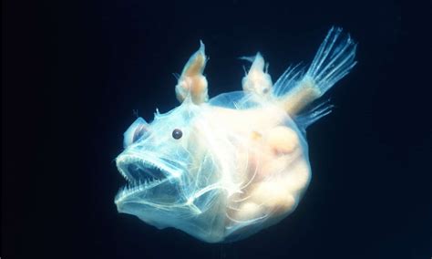 Humpback Anglerfish Drawing