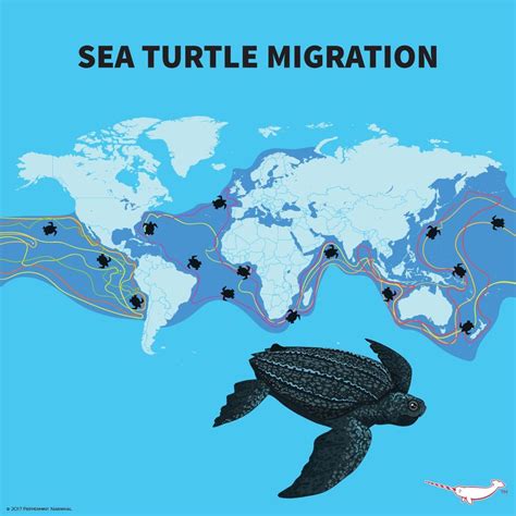 SEA TURTLE MIGRATION | Animal facts, Baby sea turtles, Turtle facts