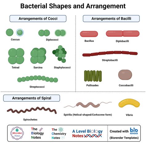 What Are the Correct Terms Used to Describe Bacterial Shapes