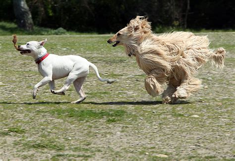 Are Coconut Husks Bad For Dogs