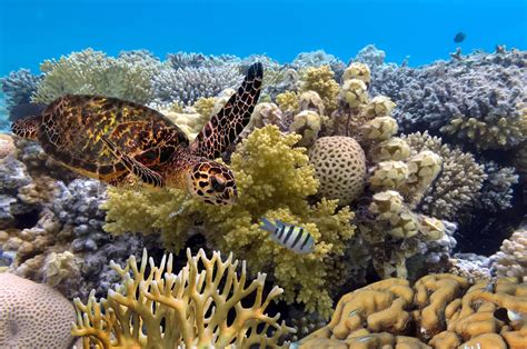 Great Barrier Reef | National Geographic Society