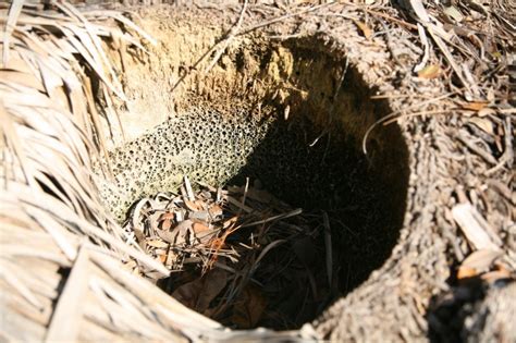 Palm tree root ball hole in the beach sand photo - Rick Kobylinski ...