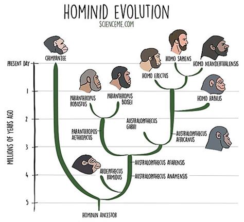 Hominid Evolution timeline | Timetoast timelines