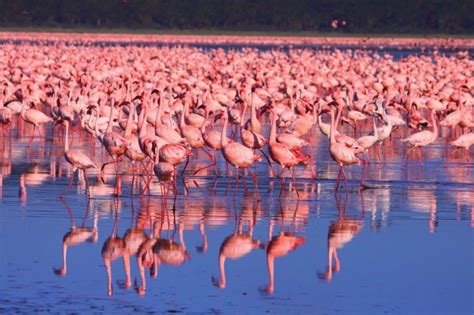 Lake Nakuru, Kenya - seeing millions of pink flamingos in one place is ...