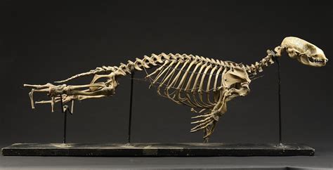 Lot 70 - Natural History: A seal skeleton early 20th