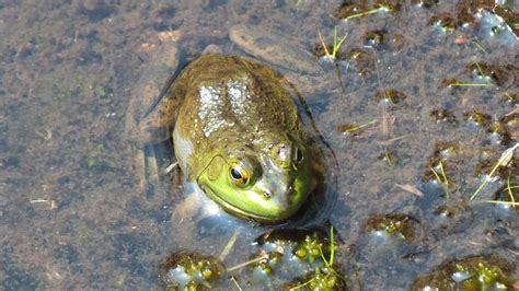 Mink Frogs Along Algonquin Park's Mizzy Lake Trail