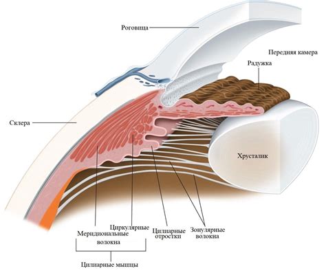 Цилиарное тело | Eye health facts, Medical school essentials, Optometry