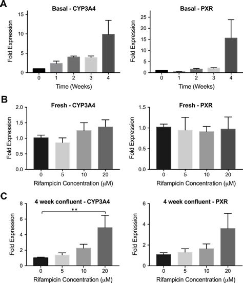 CYP3A4 and PXR expression in hepatic cell line Huh7. (A) Huh7 cells ...