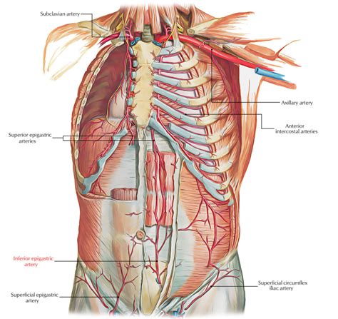 Inferior Epigastric Artery – Earth's Lab