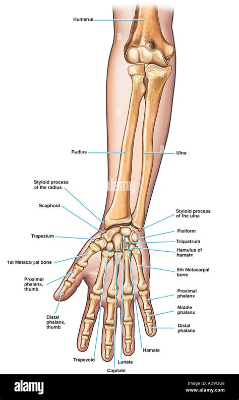 [DIAGRAM] Muscles Of The Arm And Hand Wiring Diagram - MYDIAGRAM.ONLINE