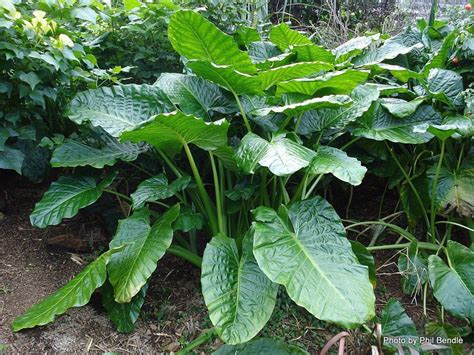 CUNJEVOI – ALOCASIA BRISBANENSIS – LUSH TROPICAL SHRUB | eBay ...