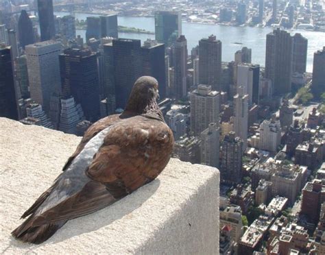 5 Things You Might Not Know About Pigeons - Because Birds