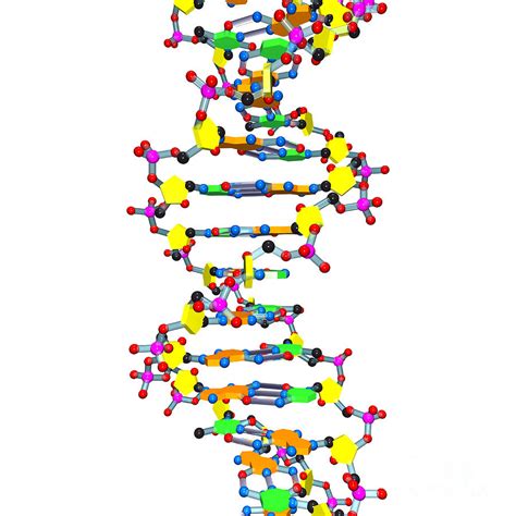 Free DNA Cliparts, Download Free DNA Cliparts png images, Free ClipArts ...