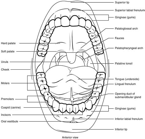 diagram of the human mouth with all parts labeled