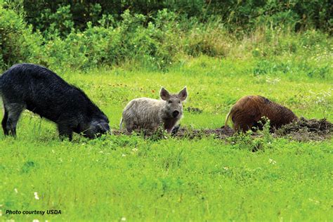 Contraceptive available in Texas to help control wild pigs - Texas Farm ...