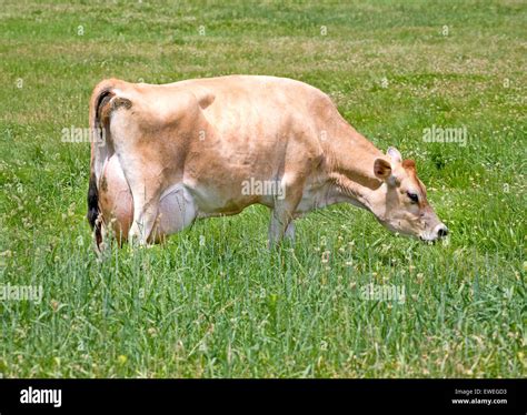 A Jersey cow, a breed of dairy cattle originally bred in the Channel ...