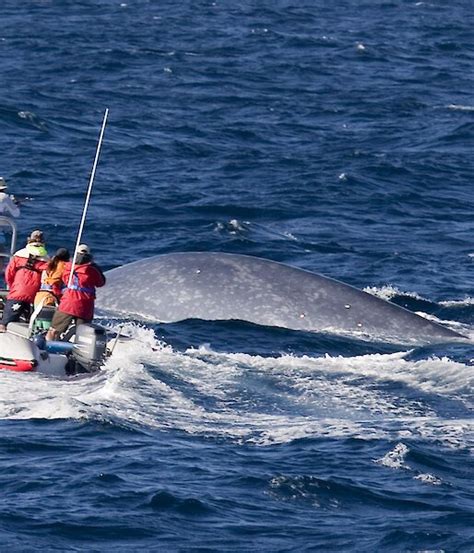 Mapping the migratory route of pygmy blue whales – Australian Antarctic ...