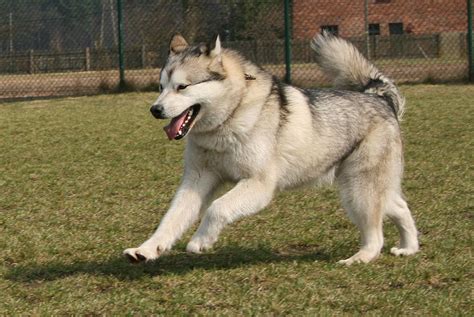 Alaskan malamute puppies for sale, purebred alaskan malamute breeder ...