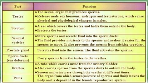 Male And Female Reproductive System Parts And Functions ...