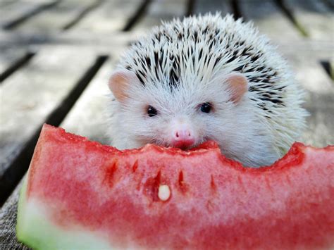 Pinterest | Hedgehog pet, Cute hedgehog, Baby hedgehog