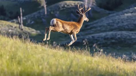 Hunt Whitetail Deer Trips - Best Locations to Hunt Whitetail Deer