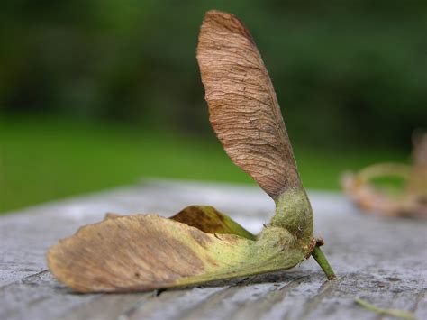 Maple seed close-up | Alex O'Neal | Flickr