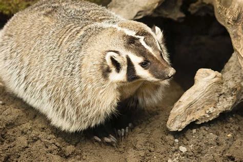 About American Badger - Behavior, Diet, Characteristics, & Facts