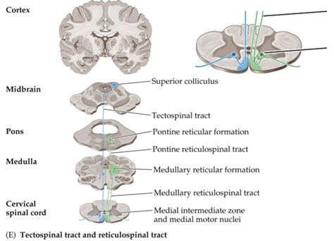 Tectospinal tract and Reticulospinal Tract Diagram | Quizlet