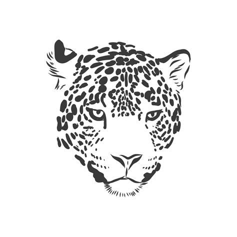 Jaguar. Hand drawn sketch illustration isolated on white background ...