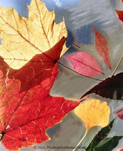 How to Make Striking Autumn Leaf Suncatchers- Easy DIY