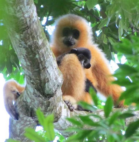 Only 25 Hainan gibbons remain – what next for the world’s rarest primate?