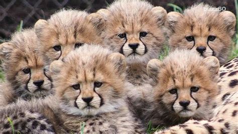 Video of six cheetah cubs playing will make your day | Cheetah cubs ...