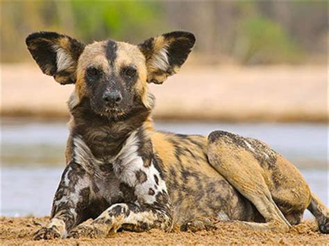 Wildlife organisations take hands to save endangered African Wild Dog | OFM