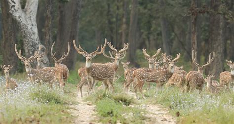 In-situ conservation | The National Trust for Nature Conservation (NTNC)