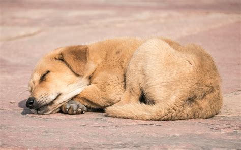 Free stock photo of sleeping dog