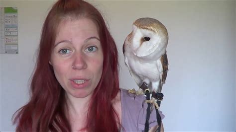 Can You Adopt An Owl As A Pet - PetsWall