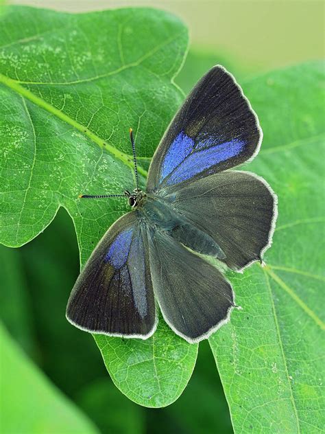 Purple Hairstreak Butterfly Female, Hertfordshire, England Photograph ...