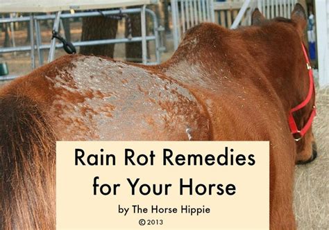 RAIN ROT REMEDIES FOR YOUR HORSE | Rain rot, Horses, Equestrian outfits