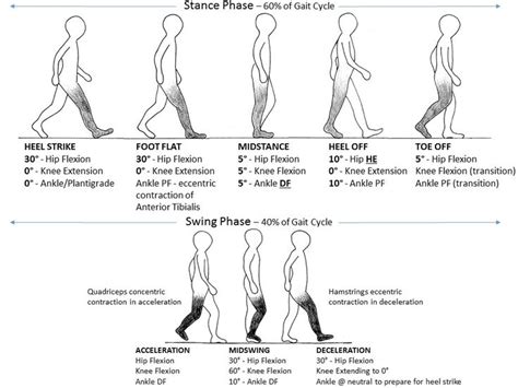 Image result for gait cycle Physical Therapy Student, Pediatric ...