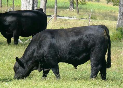 Aberdeen angus. | Cattle, Aberdeen angus, Breeds