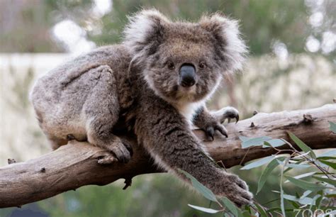 12 key facts for kids on Save the Koala Day - Adelaide Zoo