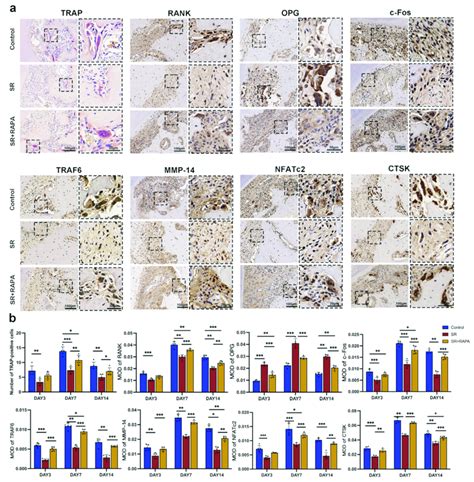 Strontium ranelate inhibited osteoclast differentiation and the ...